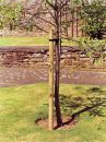 Tree Poles