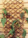 Willow Expanding trellis