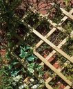 Elite Lattice Wall Trellis Unframed
