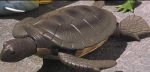 Swimming Turtle Toy For Swimming Pools