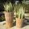 Lacerta Rainbow Planter / Water Feature