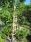 Trellis Obelisk