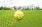 Goal Net - Full Size Striped Pair