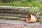 Rustic Landscape Sleeper 1.2m x 125mm x 100mm