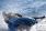 Airboard Wet Kit Silver Inflatable Sledge