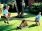 Wooden See-saw