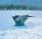 Airboard Wet Kit Silver Inflatable Sledge
