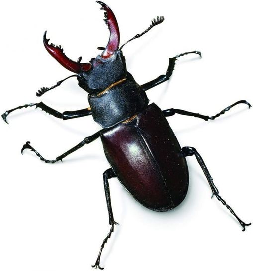 BUG SAFARI