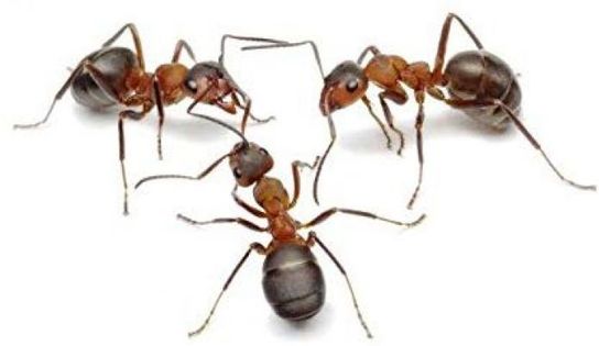 ANT WORLD 