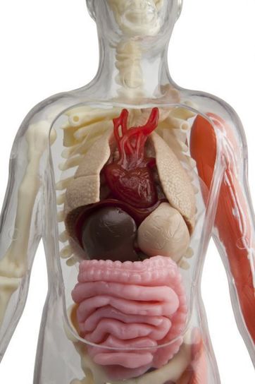 Smart Lab Squishy Human Body